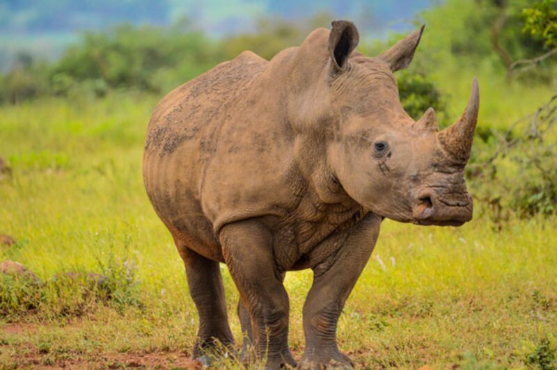 AxxonSoft security technology used to prevent safari park poaching