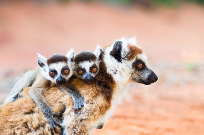 Luxtripper expands destination range to include Madagascar